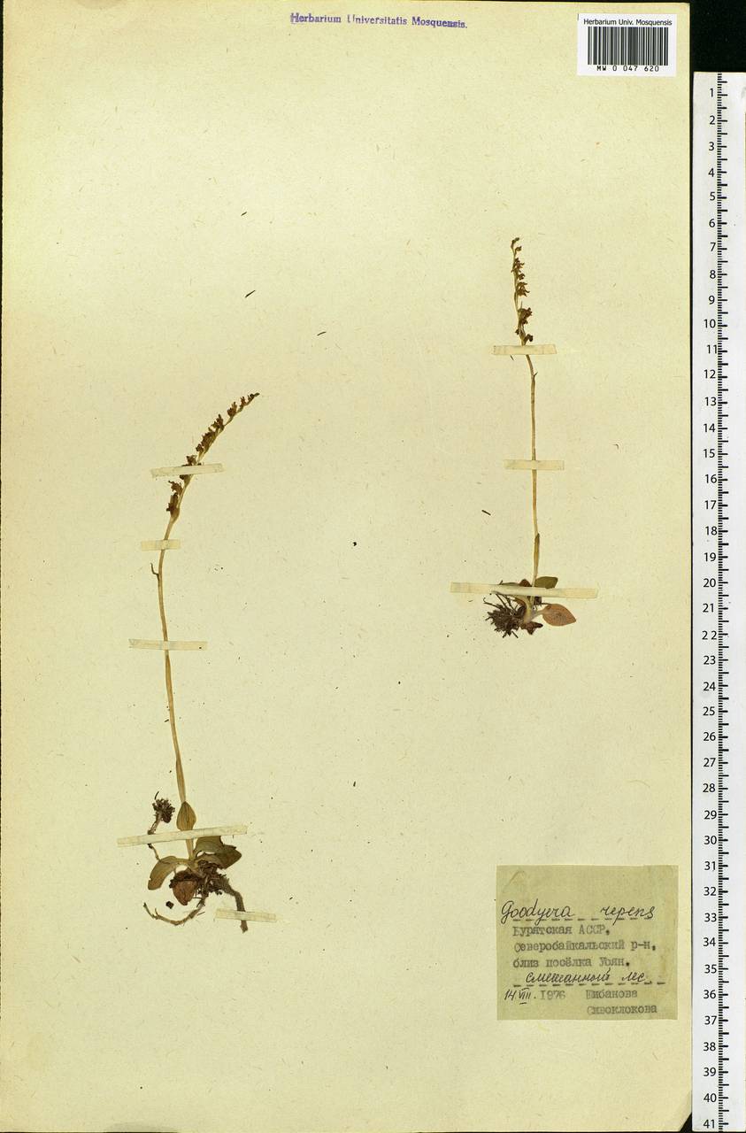 Goodyera repens (L.) R.Br., Siberia, Baikal & Transbaikal region (S4) (Russia)