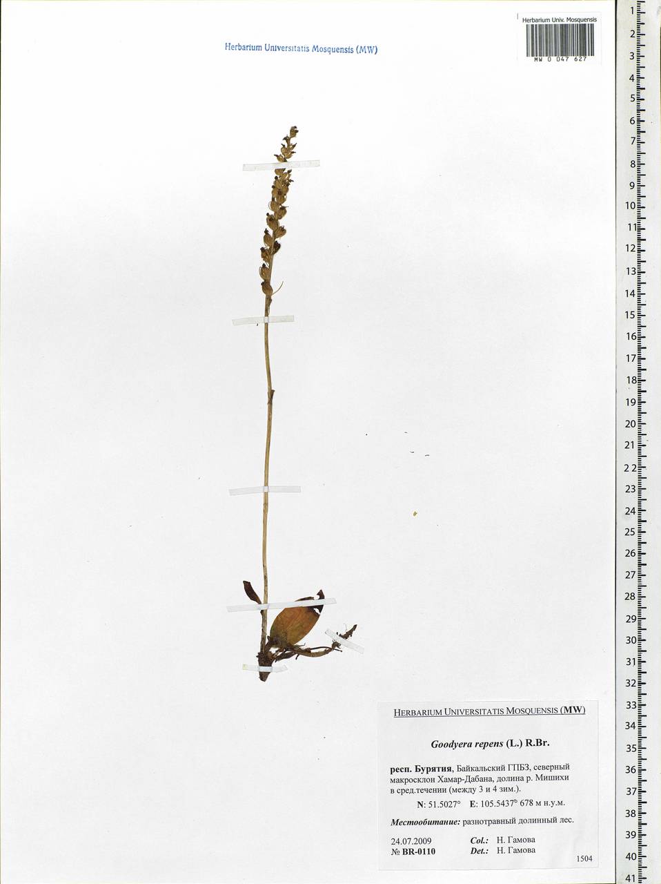 Goodyera repens (L.) R.Br., Siberia, Baikal & Transbaikal region (S4) (Russia)