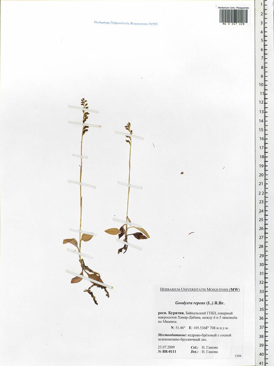 Goodyera repens (L.) R.Br., Siberia, Baikal & Transbaikal region (S4) (Russia)