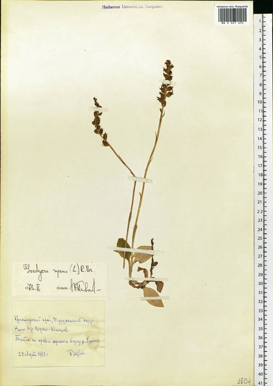 Goodyera repens (L.) R.Br., Siberia, Central Siberia (S3) (Russia)