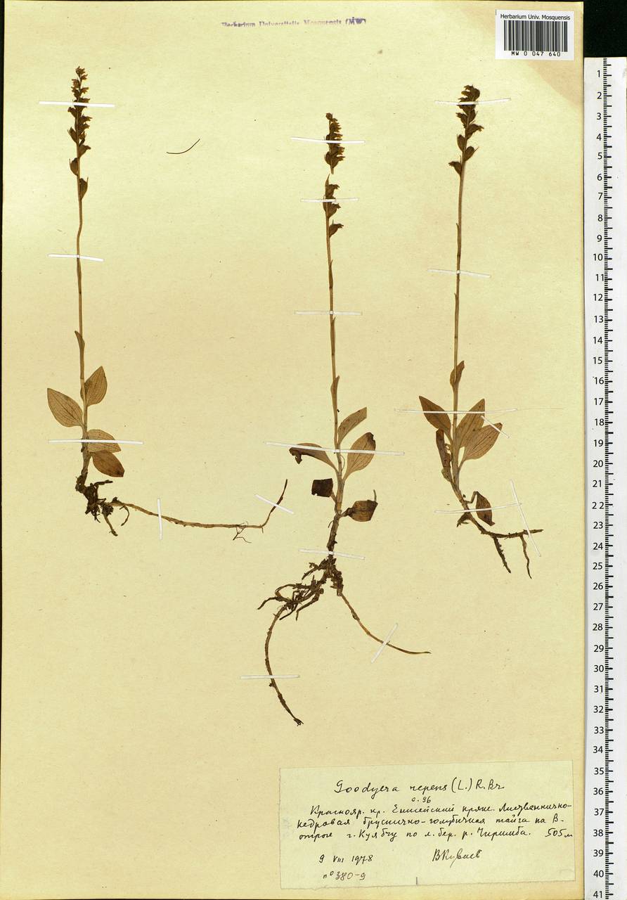 Goodyera repens (L.) R.Br., Siberia, Central Siberia (S3) (Russia)