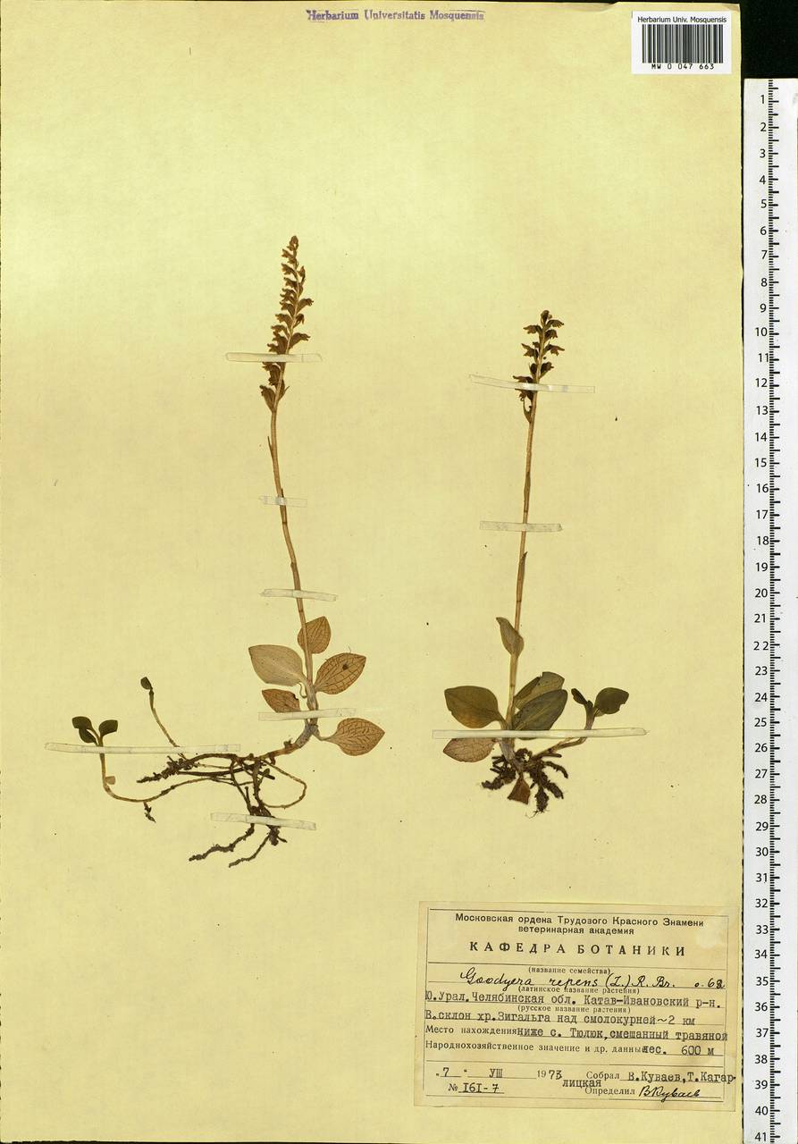 Goodyera repens (L.) R.Br., Eastern Europe, Eastern region (E10) (Russia)
