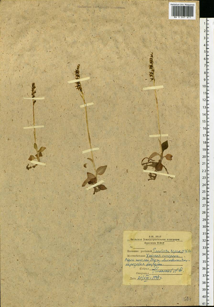 Goodyera repens (L.) R.Br., Siberia, Western Siberia (S1) (Russia)