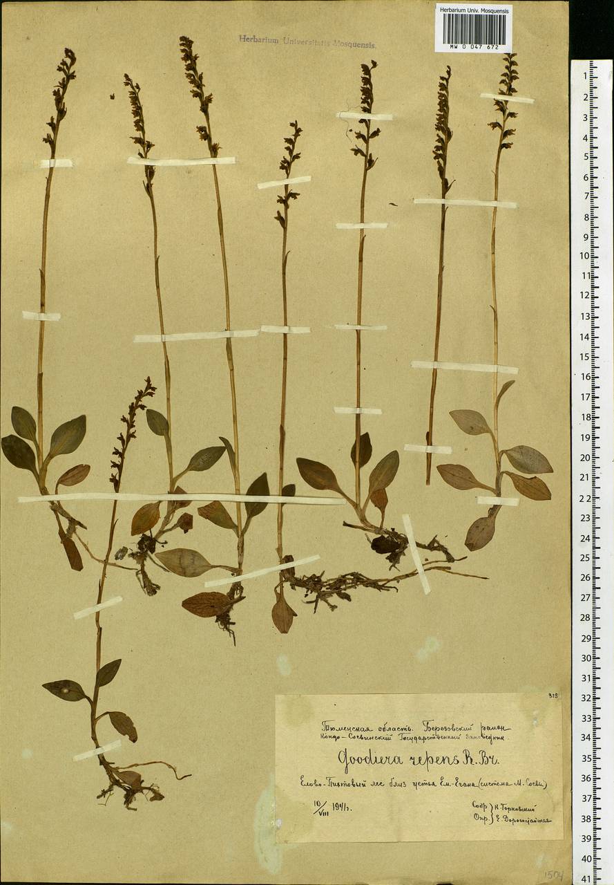 Goodyera repens (L.) R.Br., Siberia, Western Siberia (S1) (Russia)
