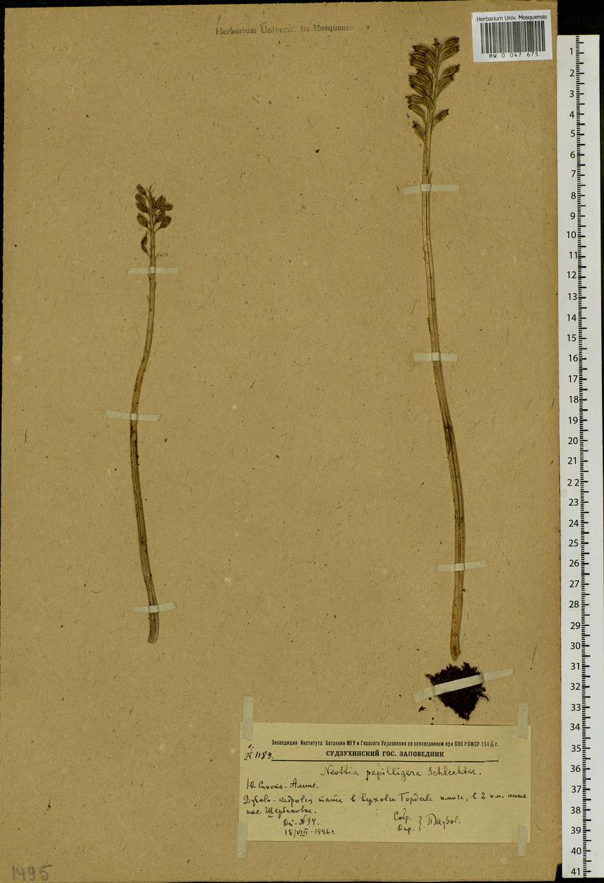 Neottia papilligera Schltr., Siberia, Russian Far East (S6) (Russia)