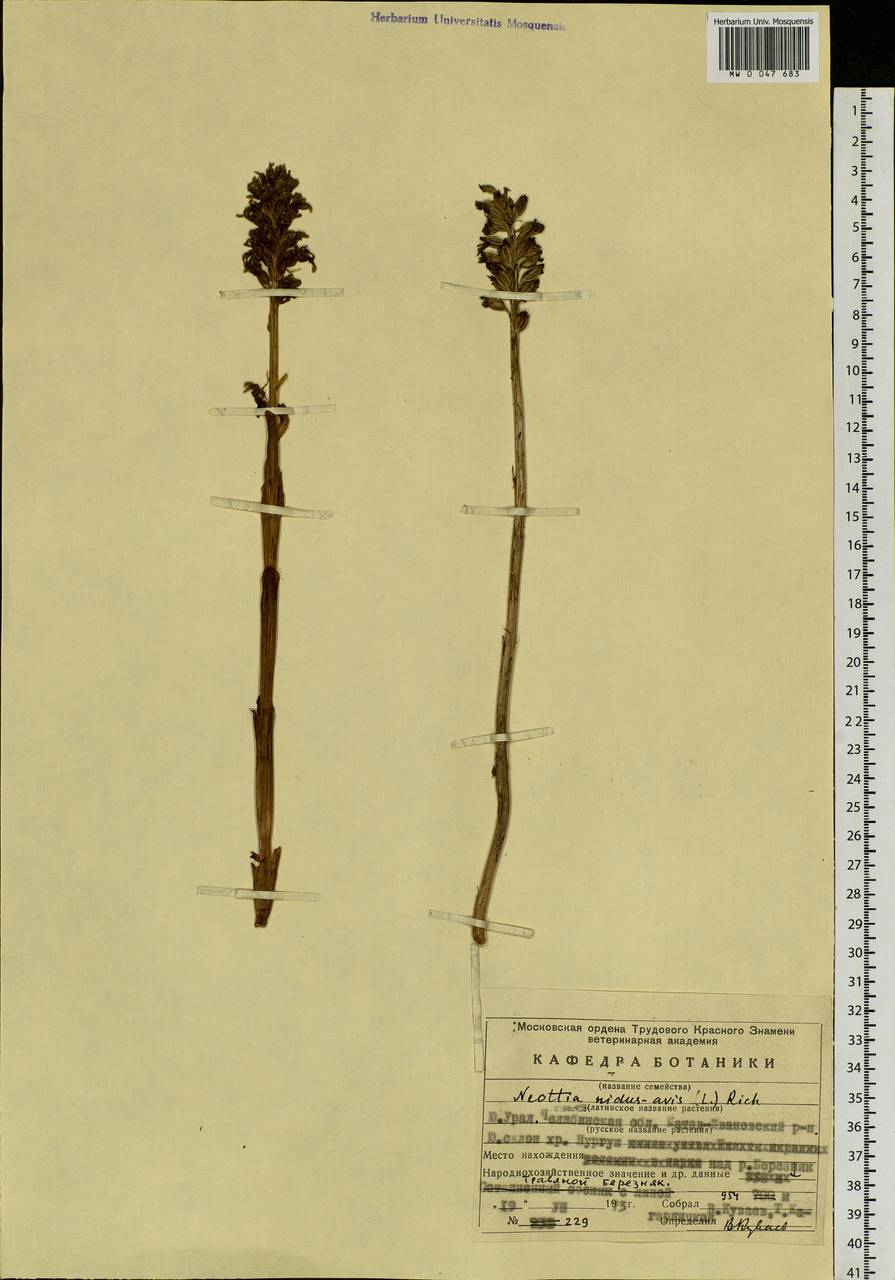 Neottia nidus-avis (L.) Rich., Eastern Europe, Eastern region (E10) (Russia)