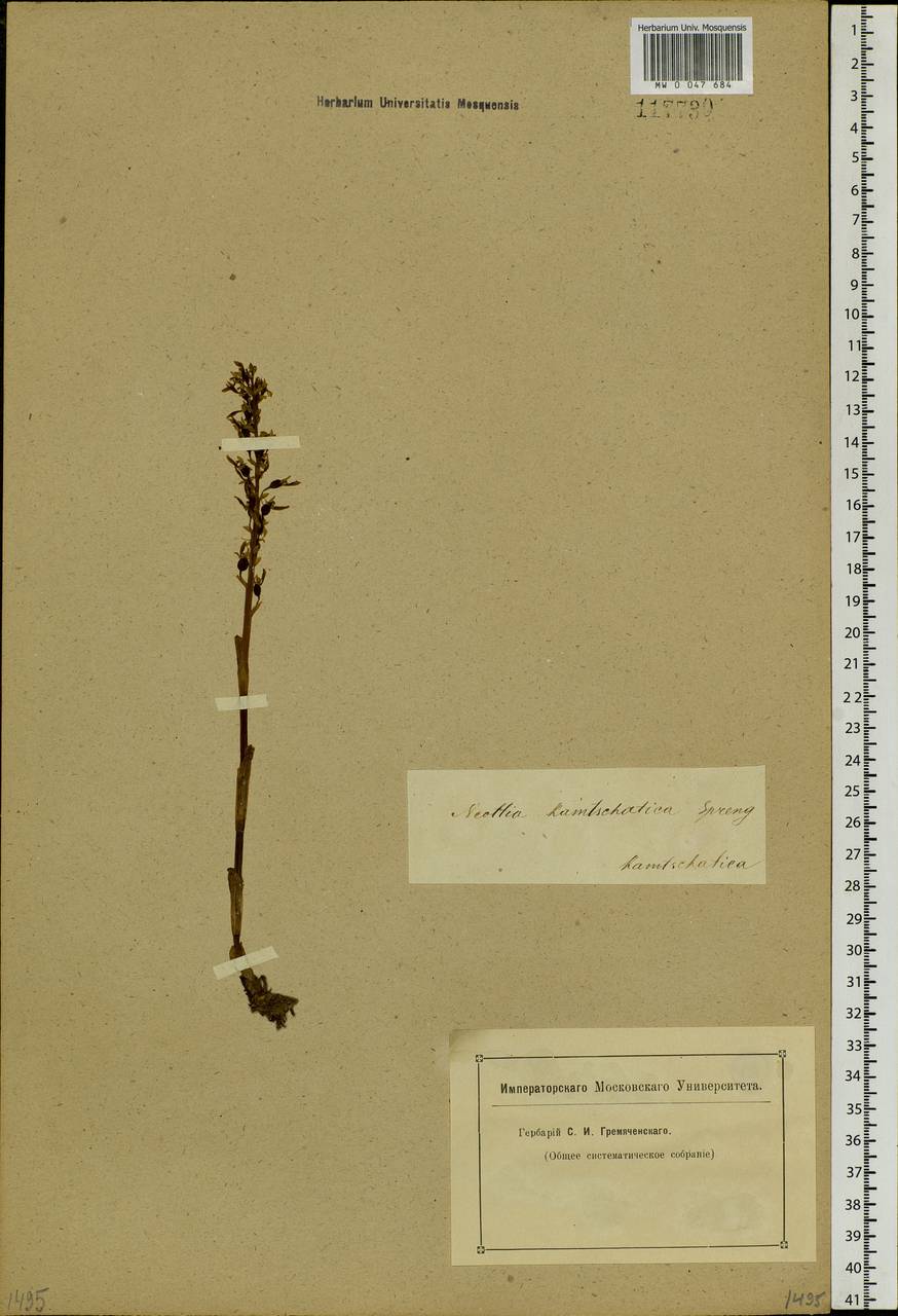 Neottia camtschatea (L.) Rchb.f., Siberia (no precise locality) (S0) (Russia)