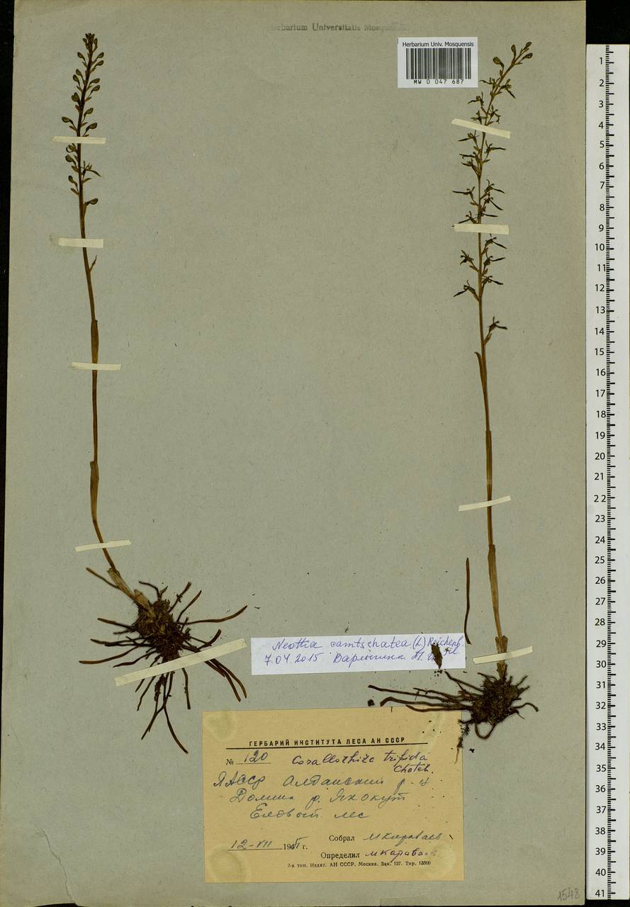 Neottia camtschatea (L.) Rchb.f., Siberia, Yakutia (S5) (Russia)