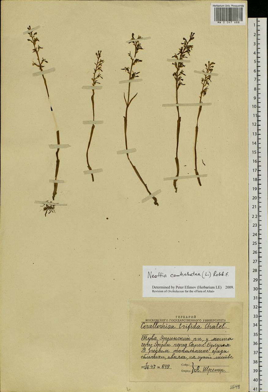 Neottia camtschatea (L.) Rchb.f., Siberia, Altai & Sayany Mountains (S2) (Russia)