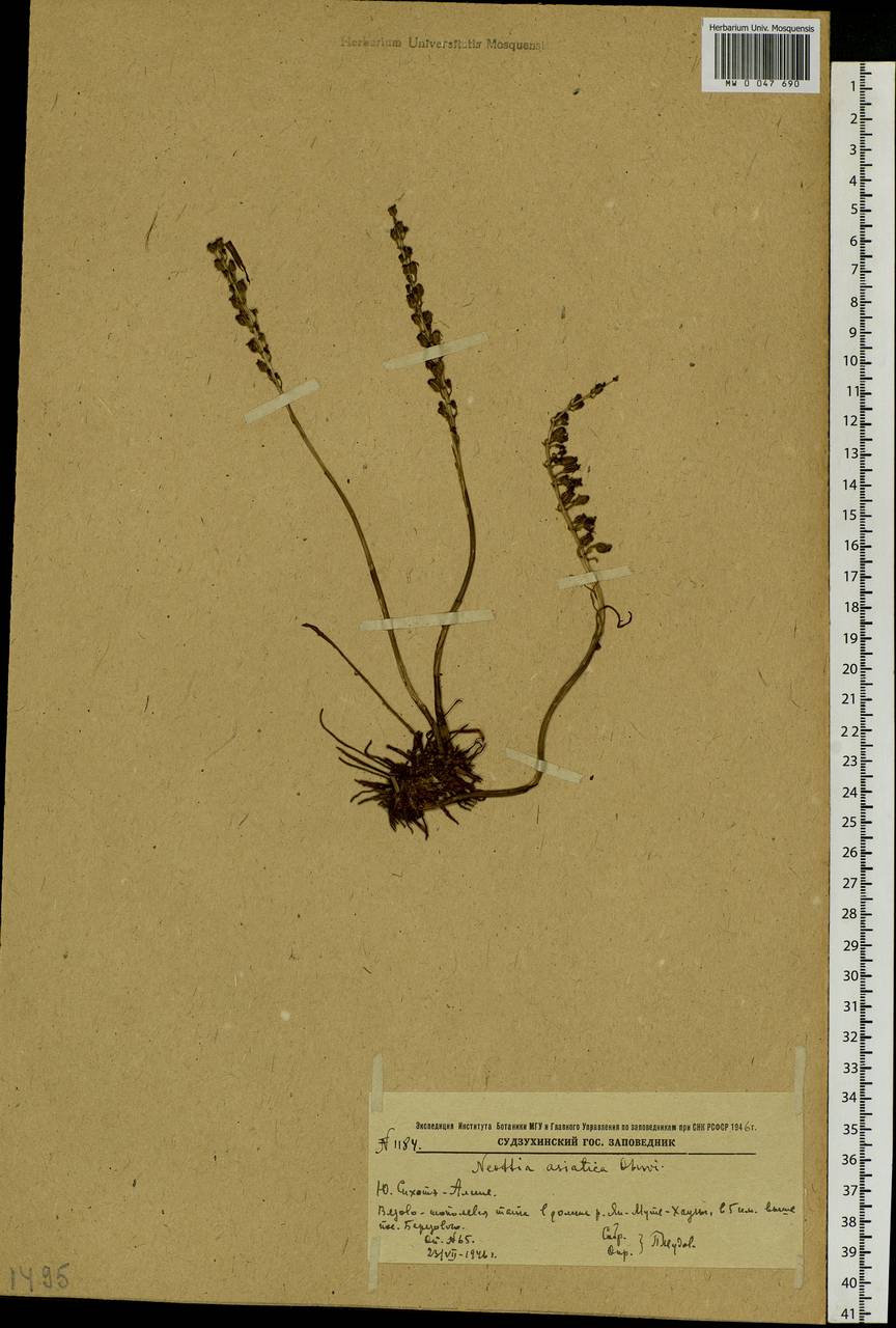 Neottia acuminata Schltr., Siberia, Russian Far East (S6) (Russia)