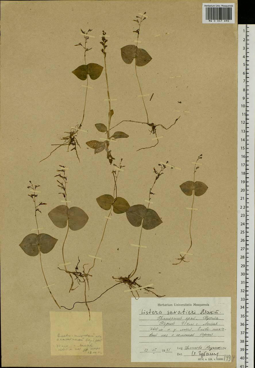 Neottia puberula var. puberula, Siberia, Russian Far East (S6) (Russia)