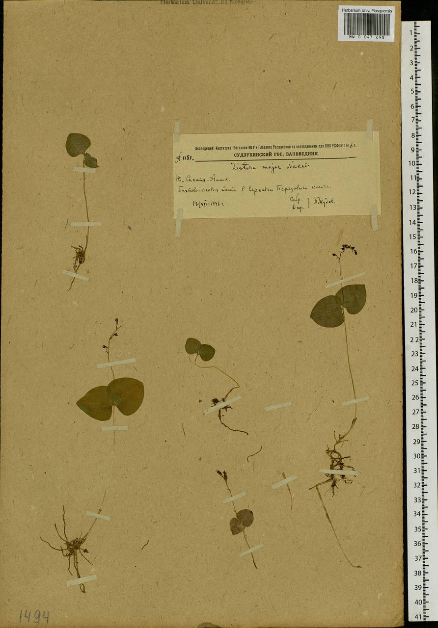 Neottia puberula var. puberula, Siberia, Russian Far East (S6) (Russia)