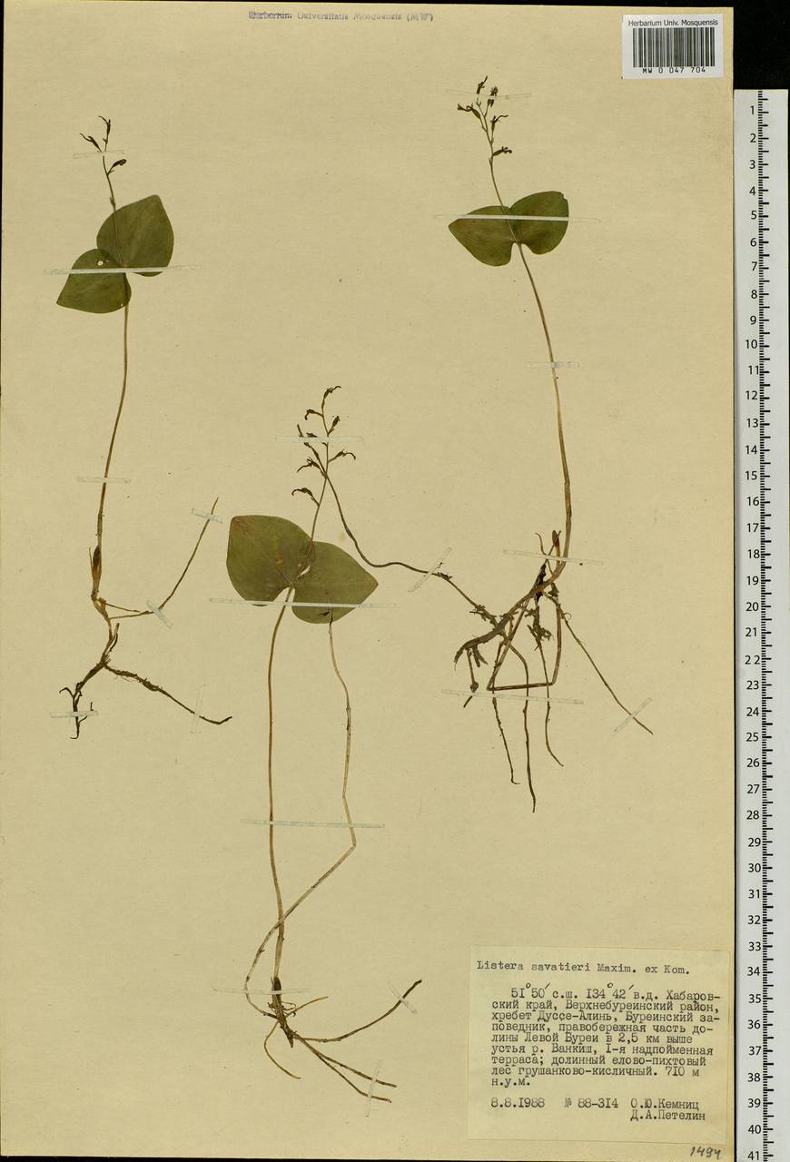 Neottia puberula var. puberula, Siberia, Russian Far East (S6) (Russia)