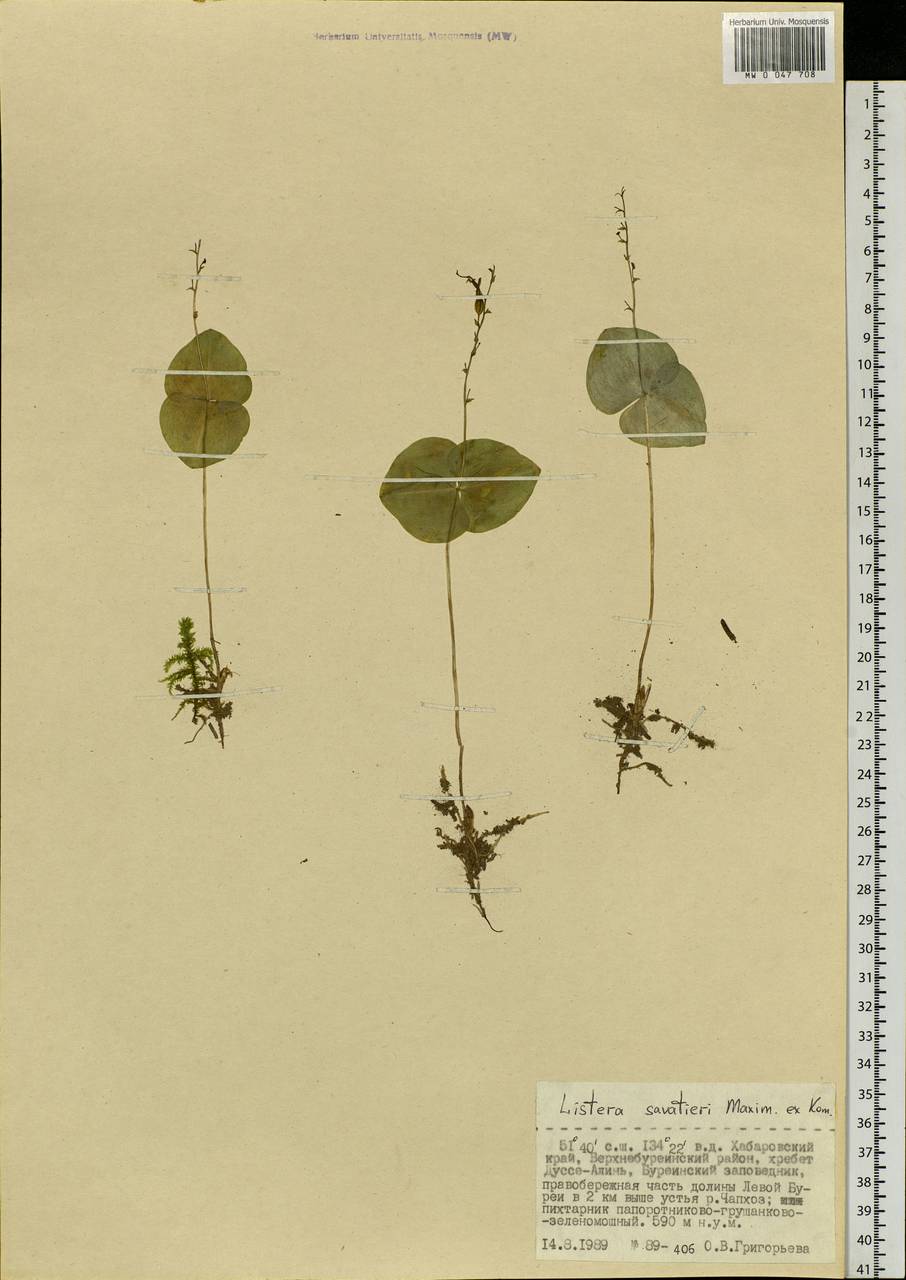 Neottia puberula var. puberula, Siberia, Russian Far East (S6) (Russia)