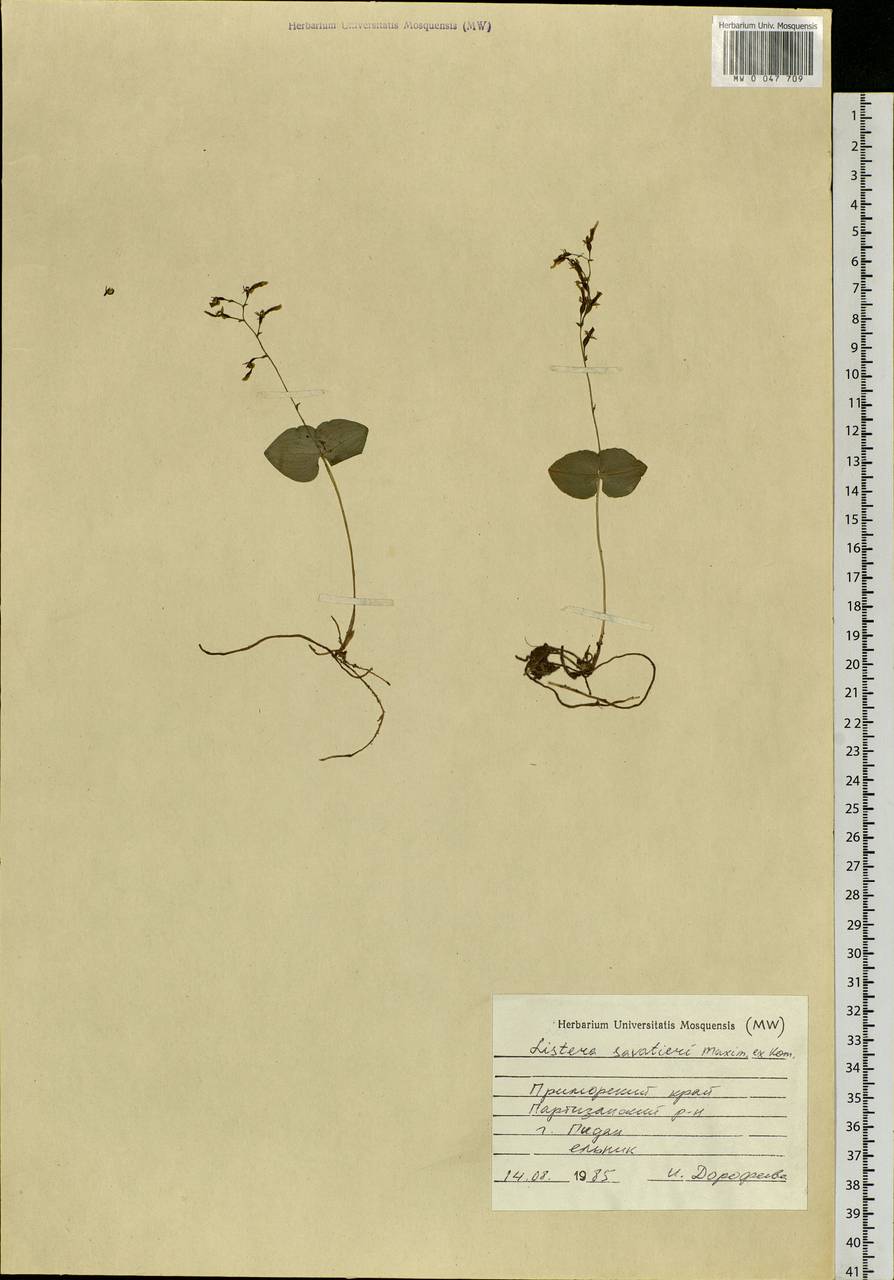 Neottia puberula var. puberula, Siberia, Russian Far East (S6) (Russia)