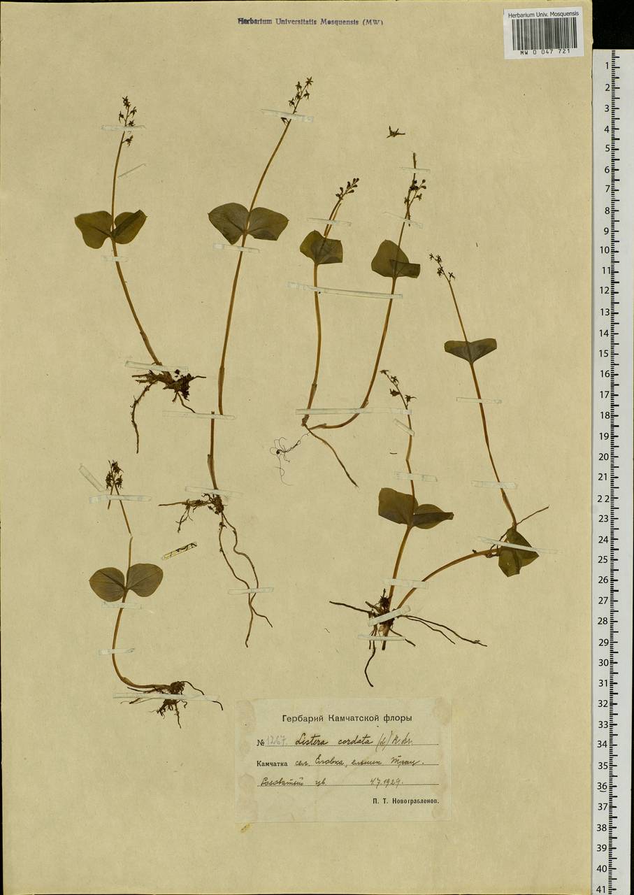 Neottia cordata (L.) Rich., Siberia, Chukotka & Kamchatka (S7) (Russia)