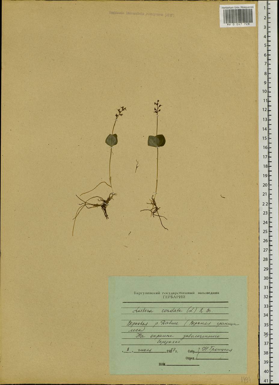 Neottia cordata (L.) Rich., Siberia, Baikal & Transbaikal region (S4) (Russia)