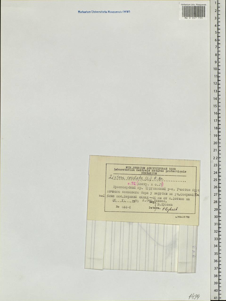 Neottia cordata (L.) Rich., Siberia, Central Siberia (S3) (Russia)