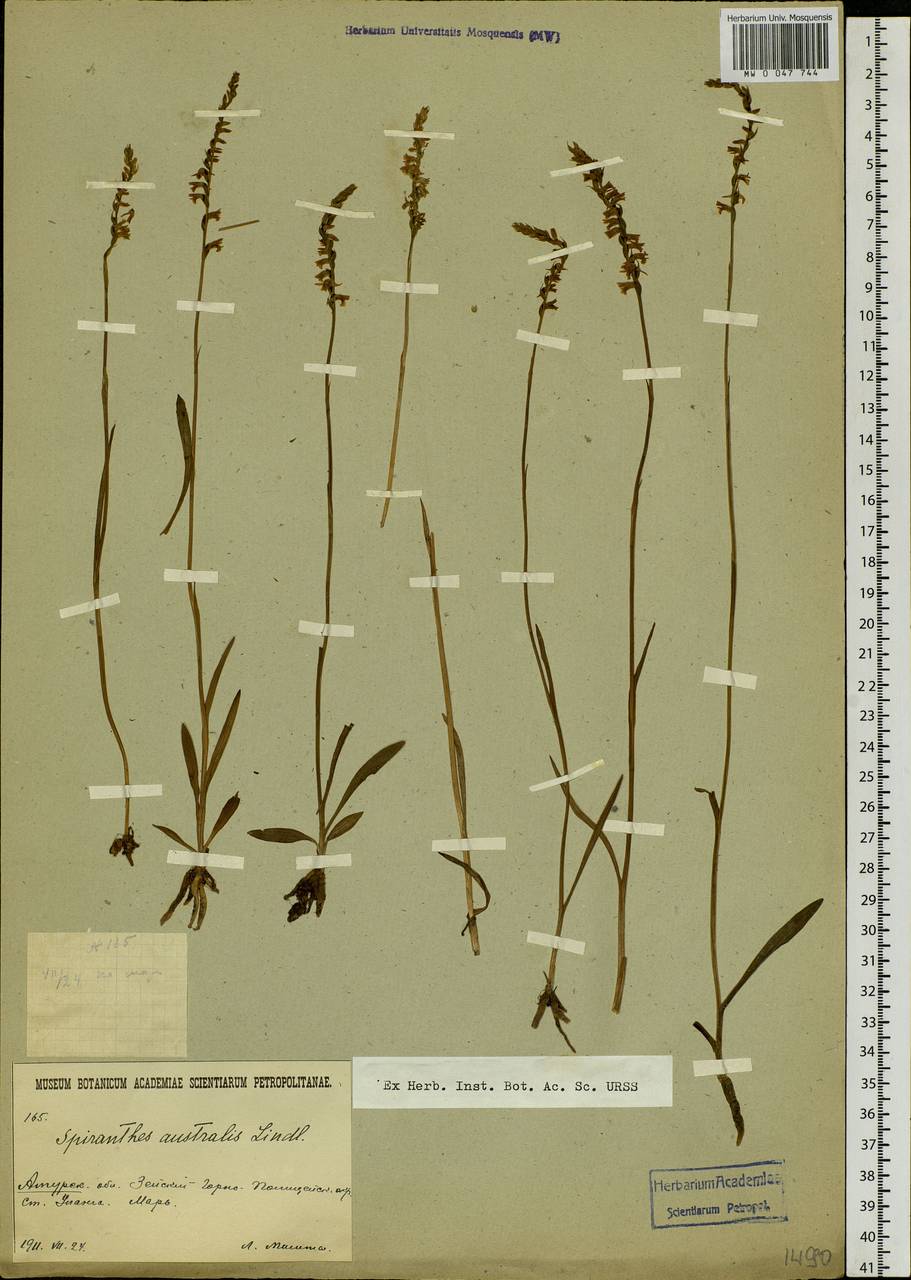 Spiranthes sinensis (Pers.) Ames, Siberia, Russian Far East (S6) (Russia)