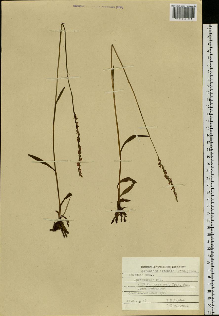 Spiranthes sinensis (Pers.) Ames, Siberia, Russian Far East (S6) (Russia)