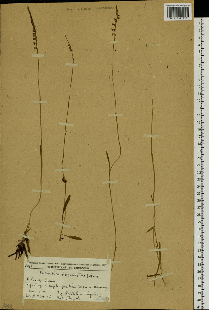 Spiranthes sinensis (Pers.) Ames, Siberia, Russian Far East (S6) (Russia)