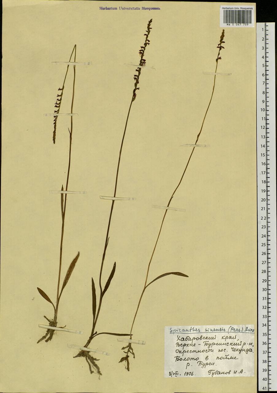 Spiranthes sinensis (Pers.) Ames, Siberia, Russian Far East (S6) (Russia)