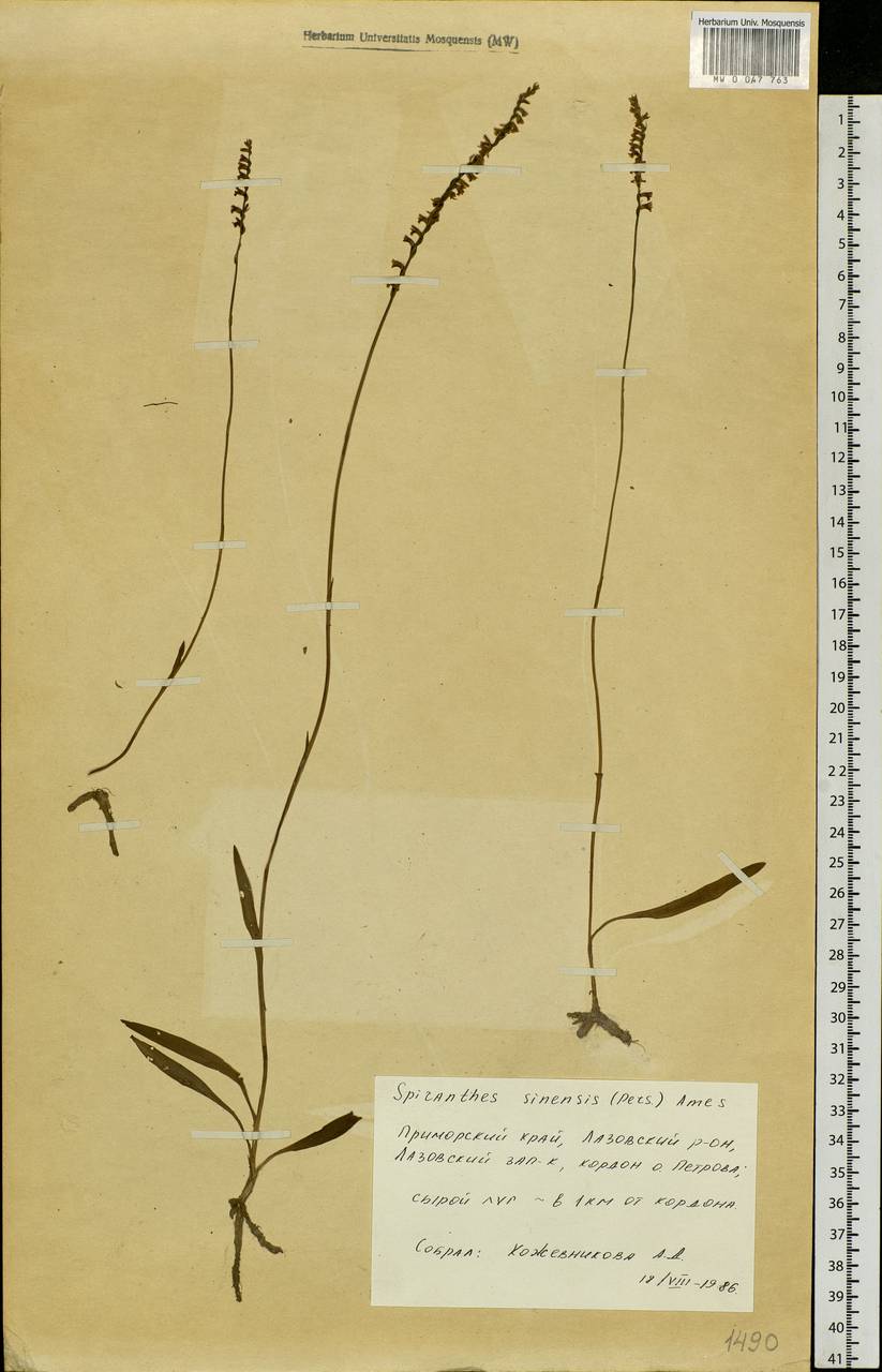 Spiranthes sinensis (Pers.) Ames, Siberia, Russian Far East (S6) (Russia)