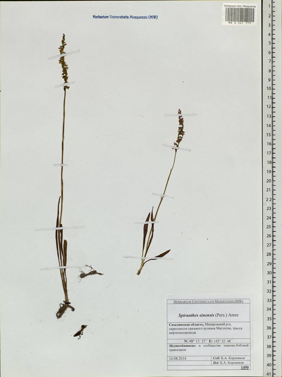Spiranthes sinensis (Pers.) Ames, Siberia, Russian Far East (S6) (Russia)