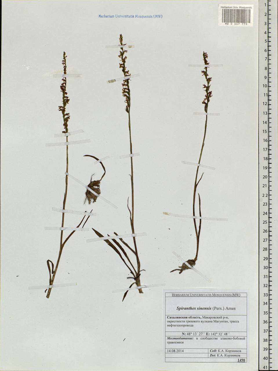 Spiranthes sinensis (Pers.) Ames, Siberia, Russian Far East (S6) (Russia)