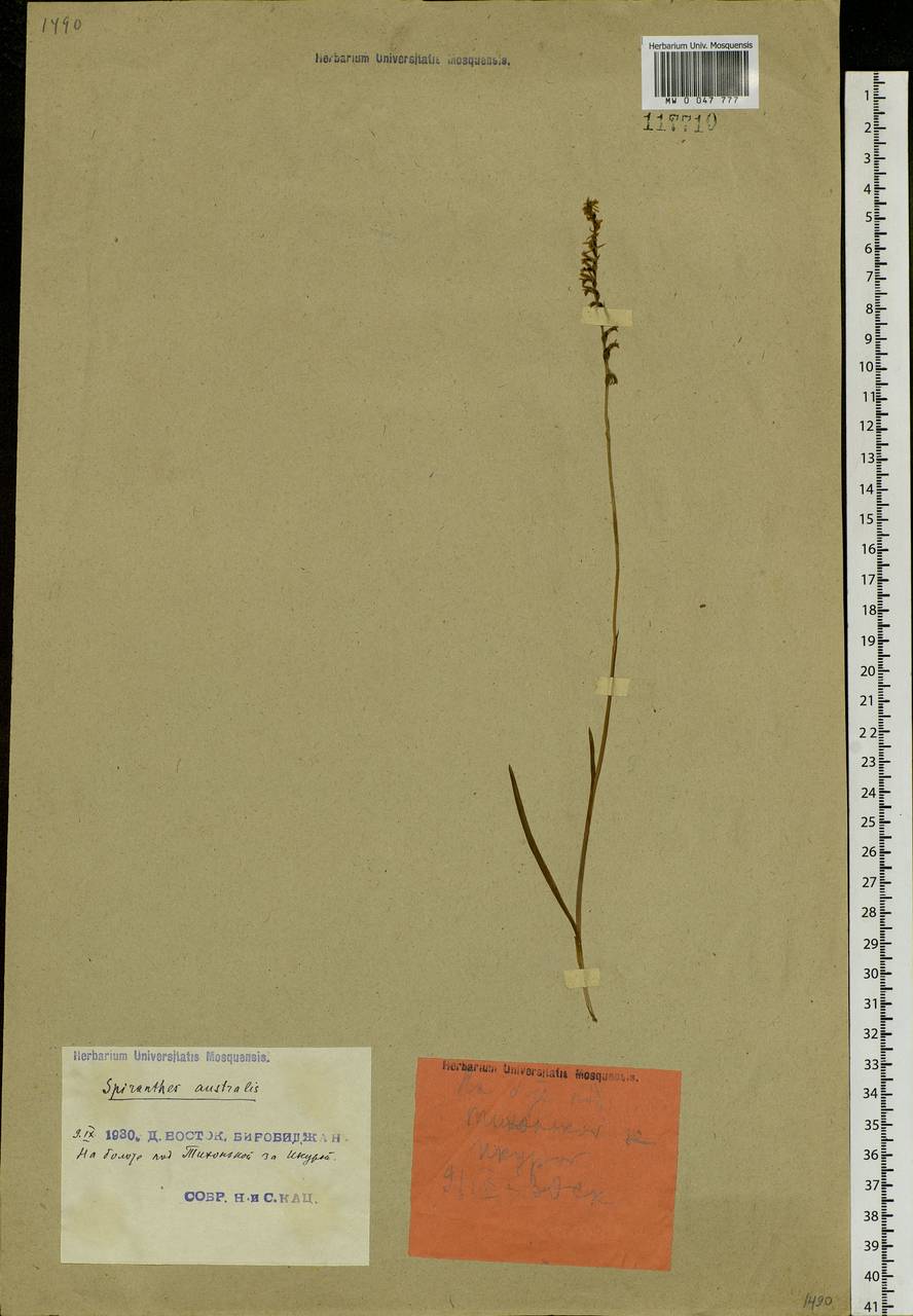 Spiranthes australis (R.Br.) Lindl., Siberia, Russian Far East (S6) (Russia)