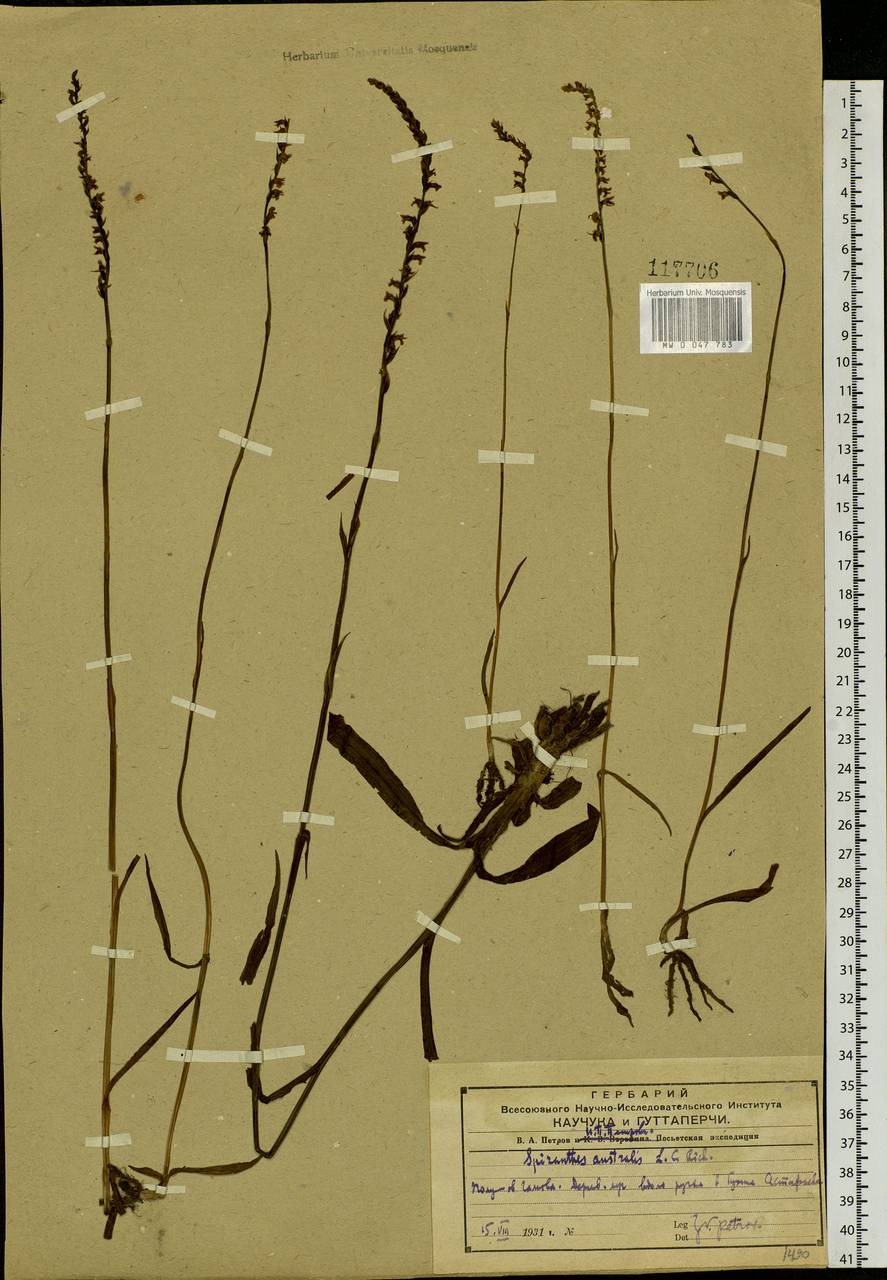 Spiranthes australis (R.Br.) Lindl., Siberia, Russian Far East (S6) (Russia)