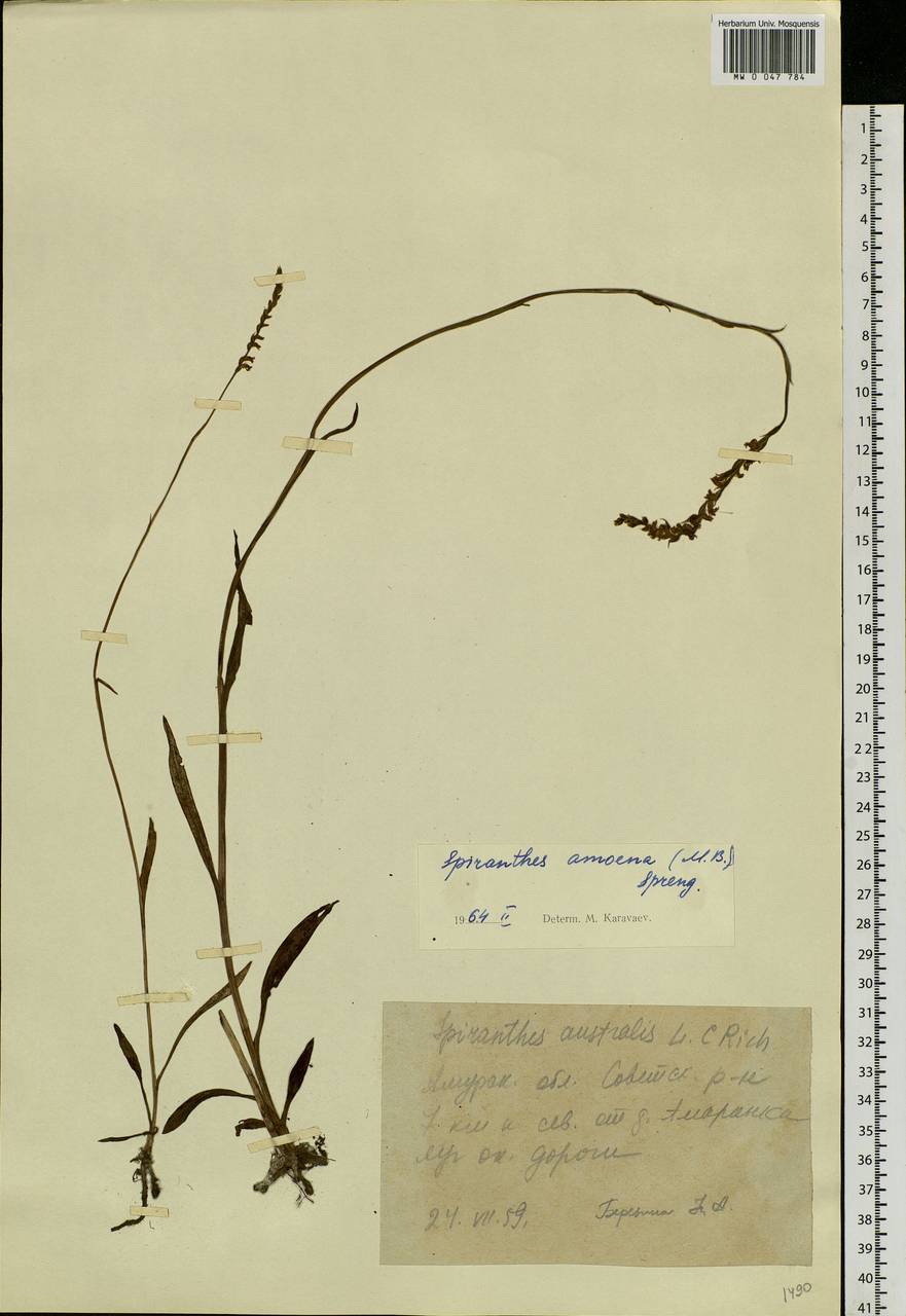 Spiranthes australis (R.Br.) Lindl., Siberia, Russian Far East (S6) (Russia)