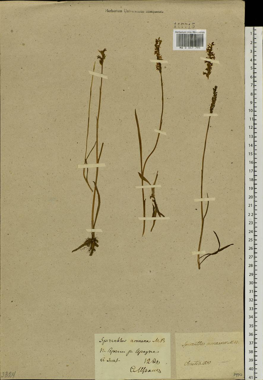 Spiranthes australis (R.Br.) Lindl., Siberia, Baikal & Transbaikal region (S4) (Russia)