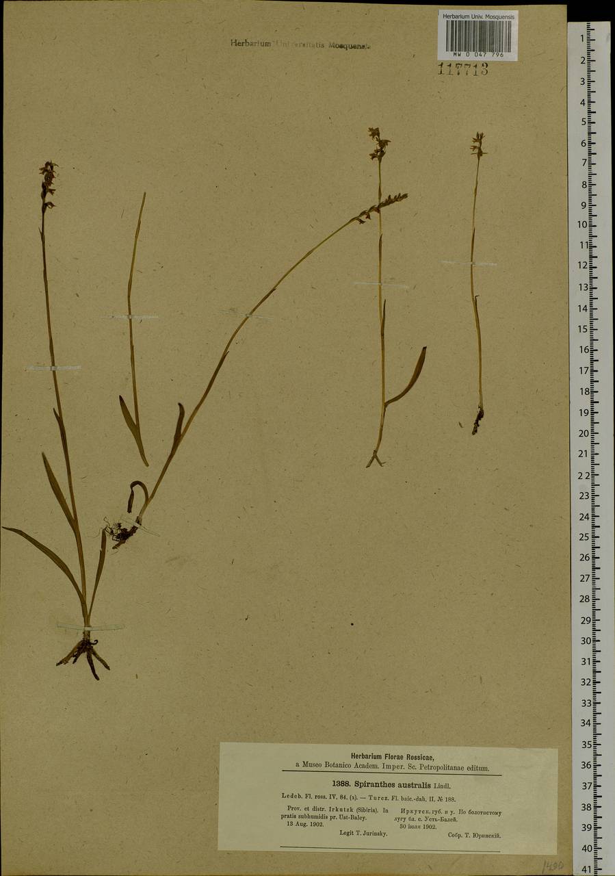 Spiranthes australis (R.Br.) Lindl., Siberia, Baikal & Transbaikal region (S4) (Russia)