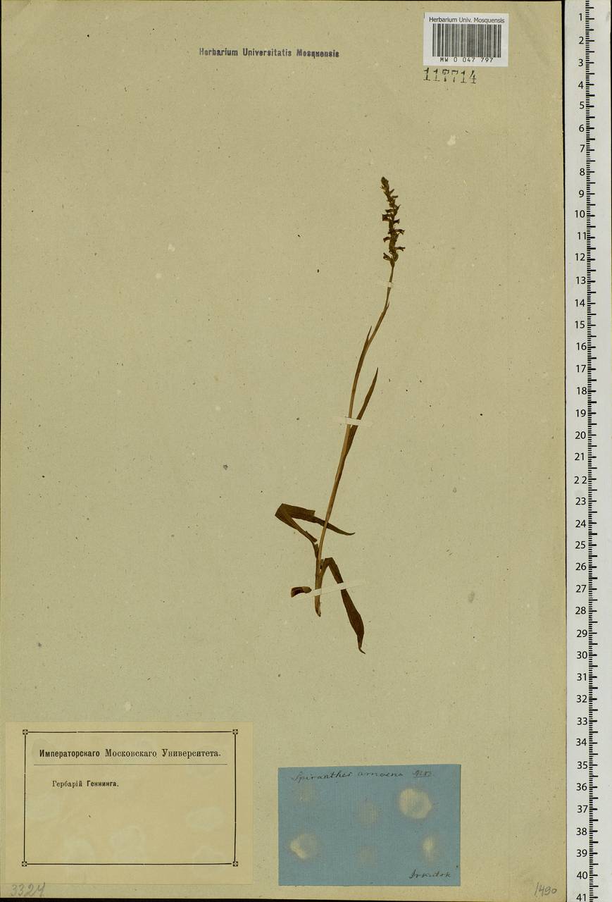 Spiranthes australis (R.Br.) Lindl., Siberia, Baikal & Transbaikal region (S4) (Russia)