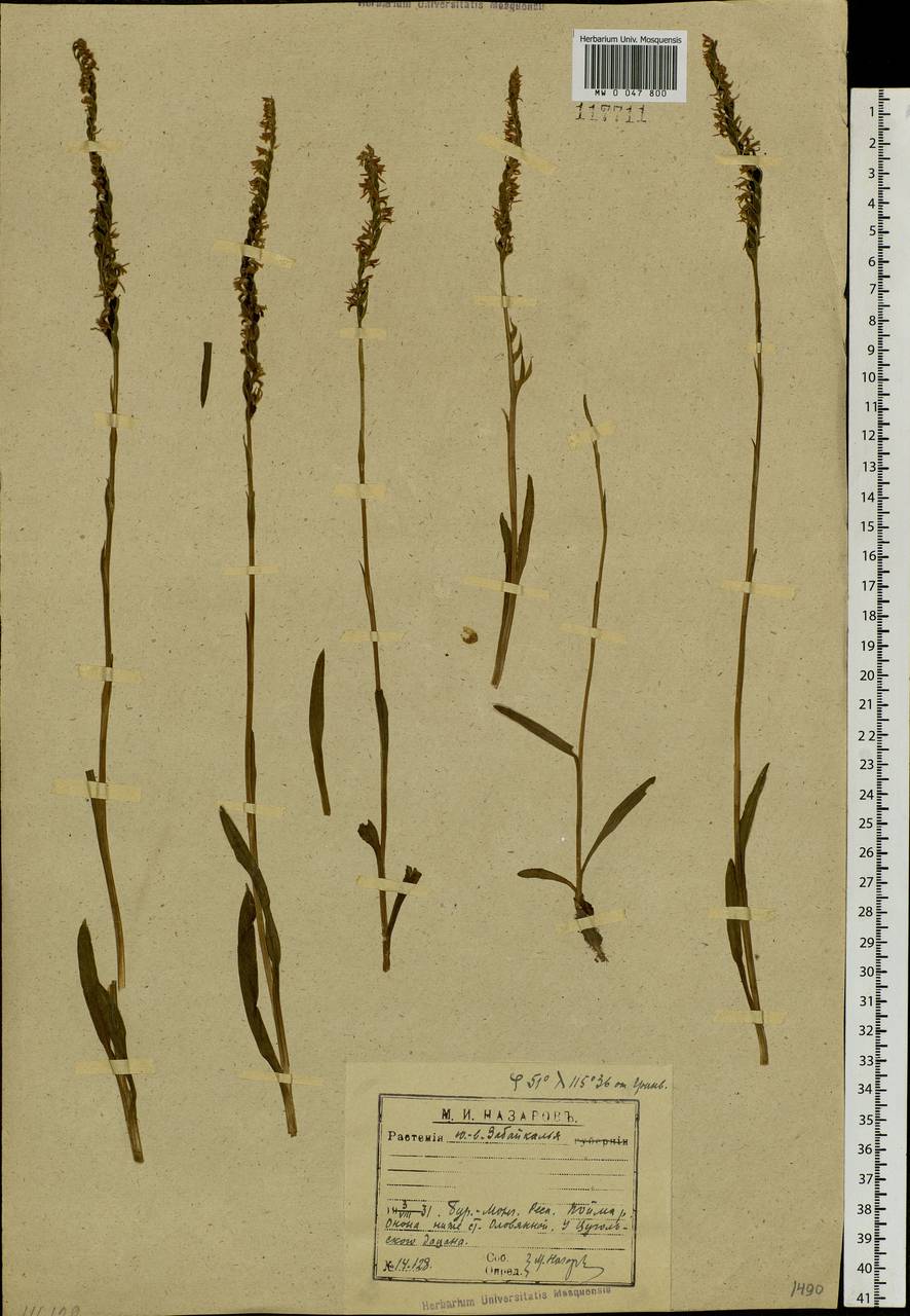 Spiranthes australis (R.Br.) Lindl., Siberia, Baikal & Transbaikal region (S4) (Russia)