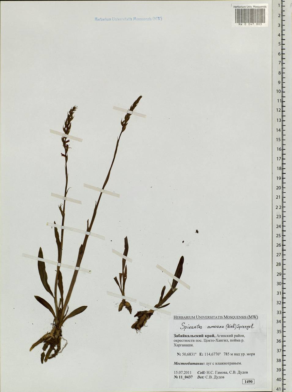 Spiranthes australis (R.Br.) Lindl., Siberia, Baikal & Transbaikal region (S4) (Russia)