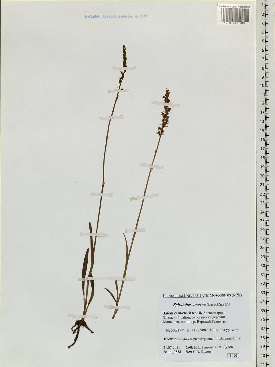 Spiranthes australis (R.Br.) Lindl., Siberia, Baikal & Transbaikal region (S4) (Russia)