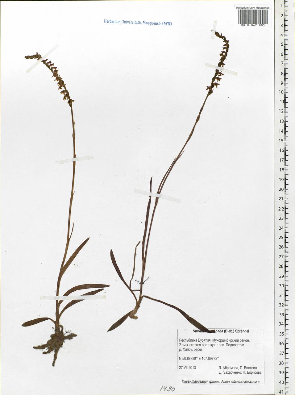 Spiranthes australis (R.Br.) Lindl., Siberia, Baikal & Transbaikal region (S4) (Russia)