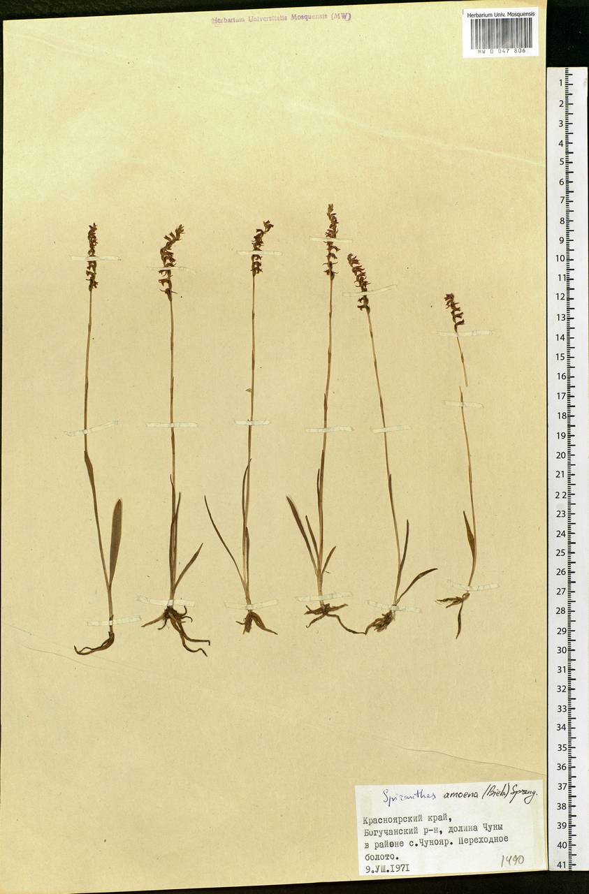 Spiranthes australis (R.Br.) Lindl., Siberia, Central Siberia (S3) (Russia)