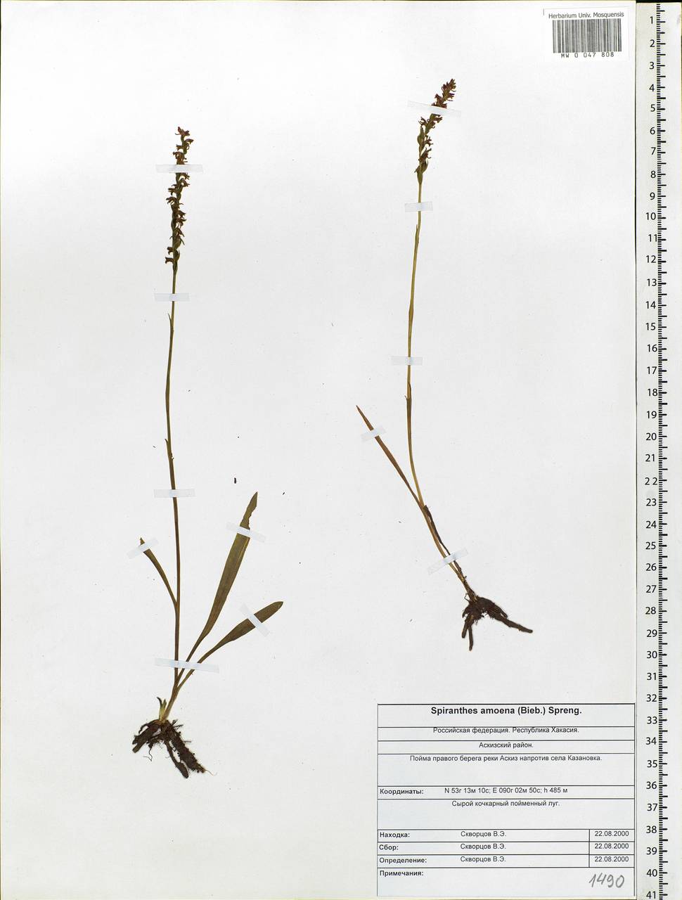 Spiranthes australis (R.Br.) Lindl., Siberia, Altai & Sayany Mountains (S2) (Russia)