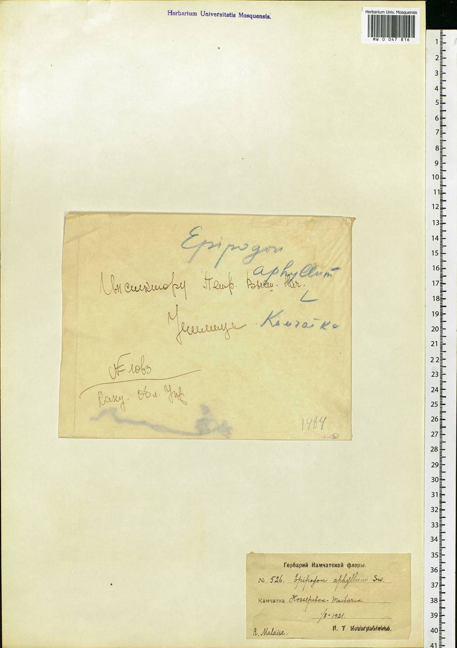 Epipogium aphyllum Sw., Siberia, Chukotka & Kamchatka (S7) (Russia)