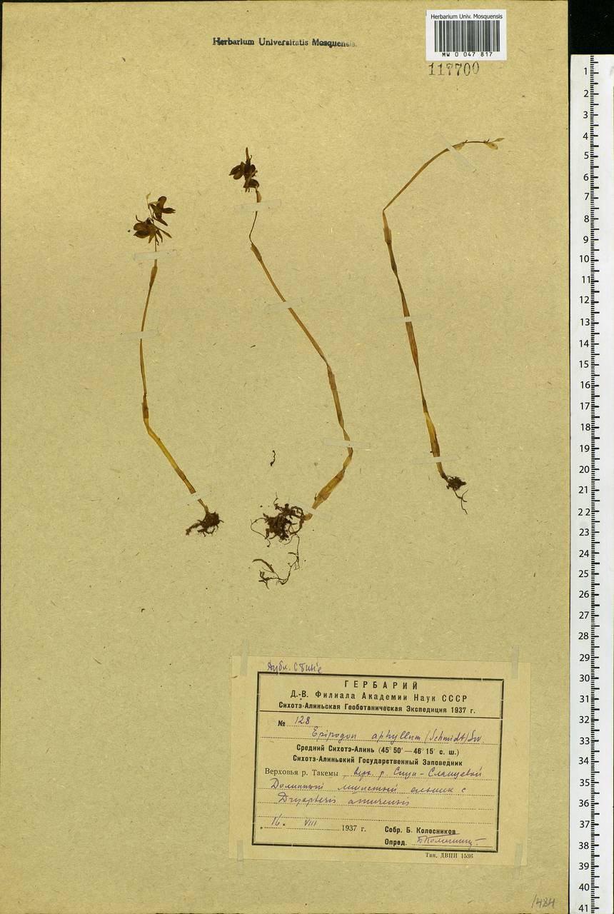 Epipogium aphyllum Sw., Siberia, Russian Far East (S6) (Russia)