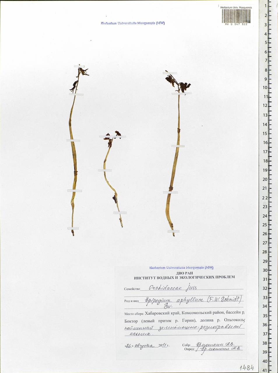 Epipogium aphyllum Sw., Siberia, Russian Far East (S6) (Russia)