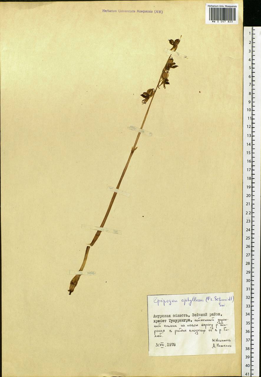 Epipogium aphyllum Sw., Siberia, Russian Far East (S6) (Russia)