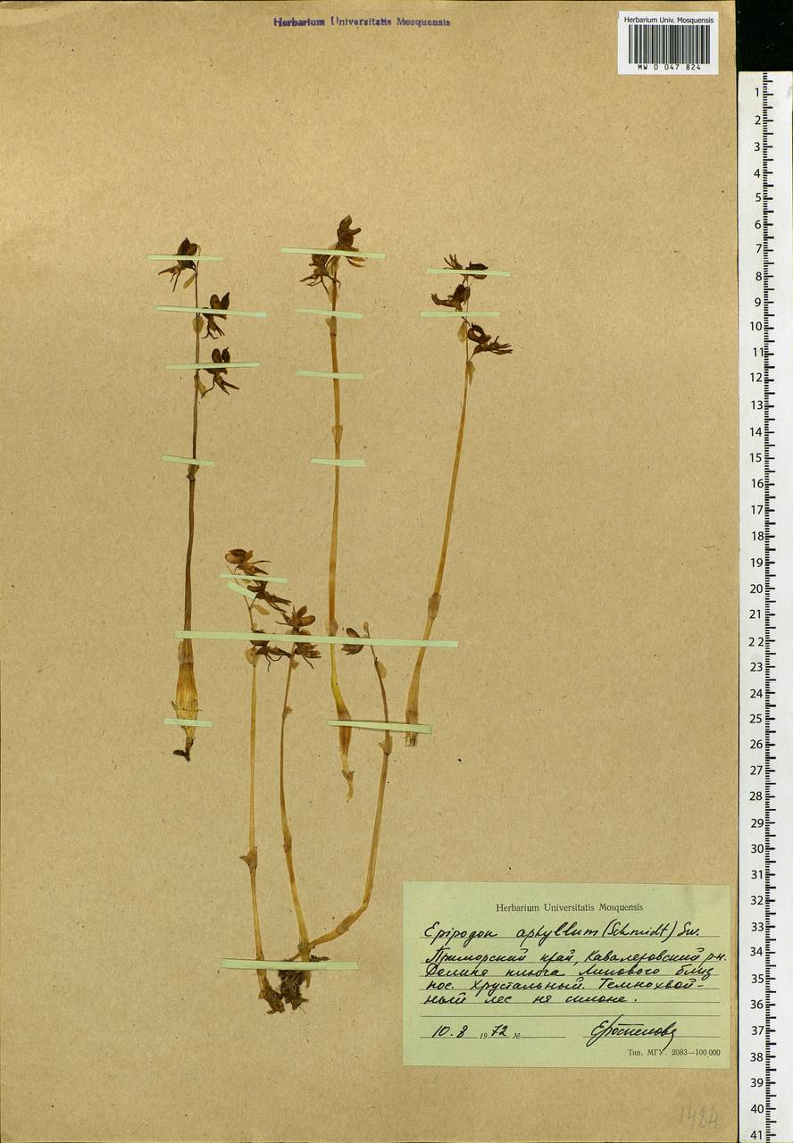 Epipogium aphyllum Sw., Siberia, Russian Far East (S6) (Russia)