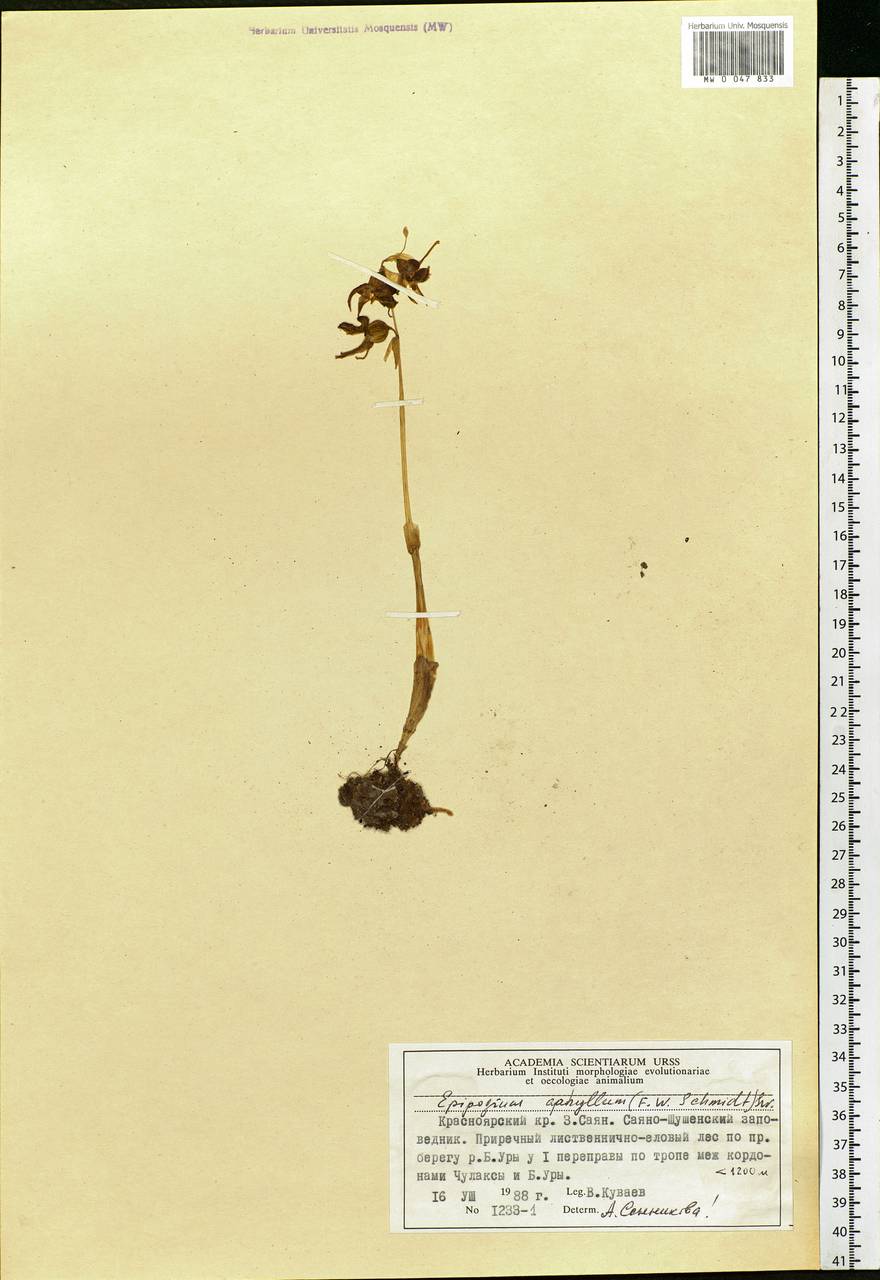 Epipogium aphyllum Sw., Siberia, Altai & Sayany Mountains (S2) (Russia)