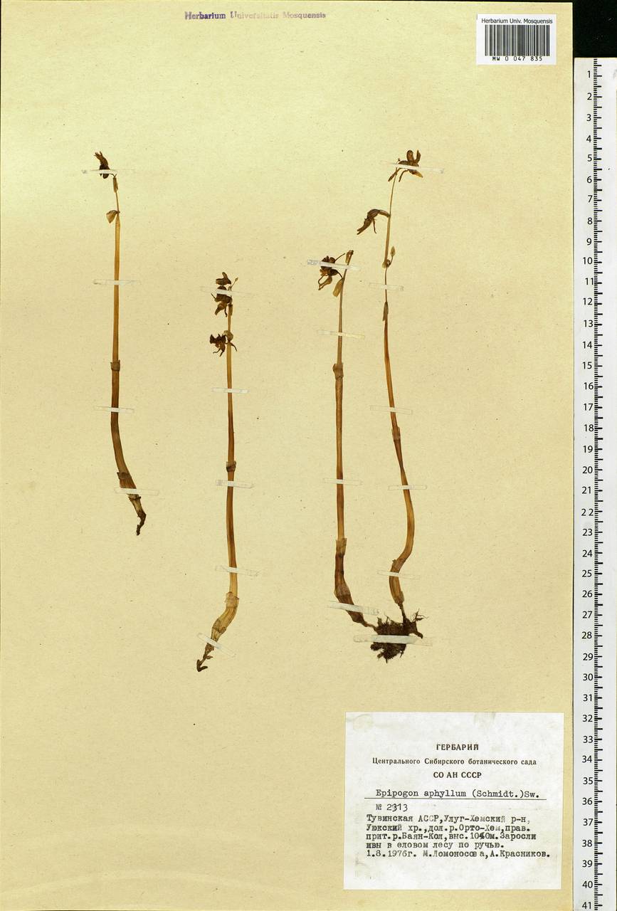 Epipogium aphyllum Sw., Siberia, Altai & Sayany Mountains (S2) (Russia)