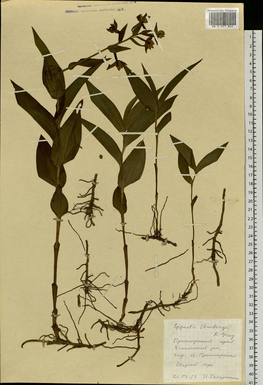 Epipactis thunbergii A.Gray, Siberia, Russian Far East (S6) (Russia)