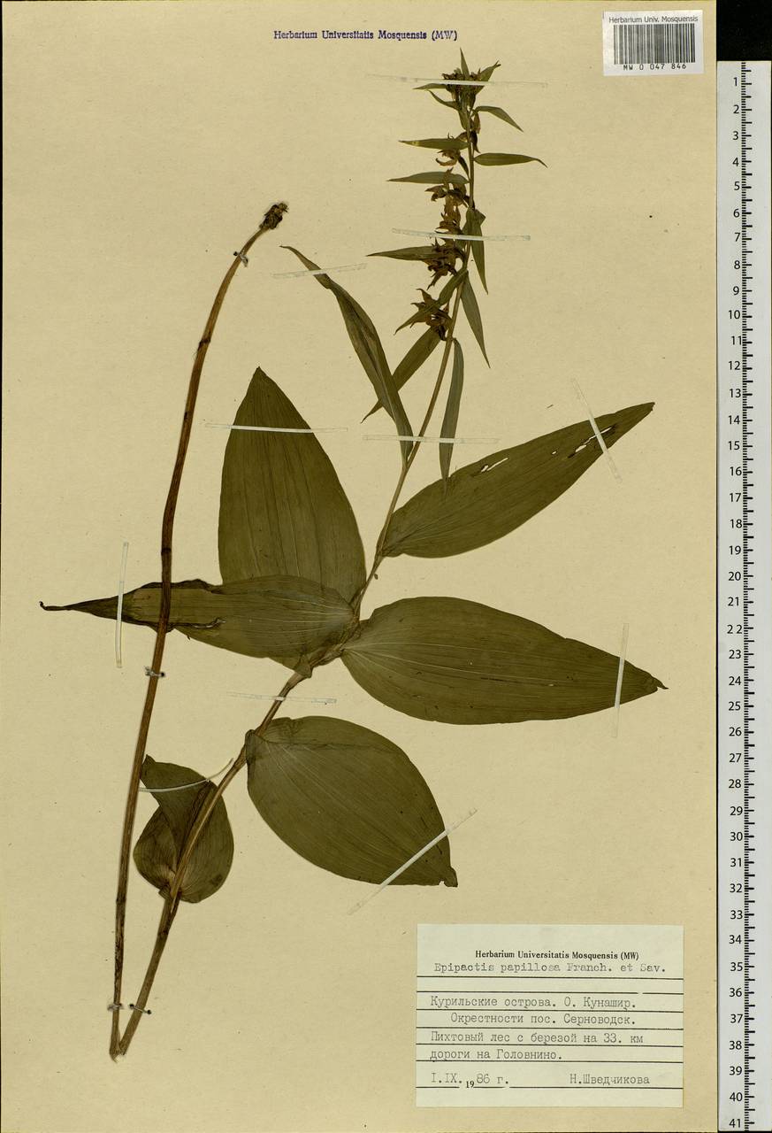 Epipactis papillosa Franch. & Sav., Siberia, Russian Far East (S6) (Russia)